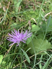 Centaurea