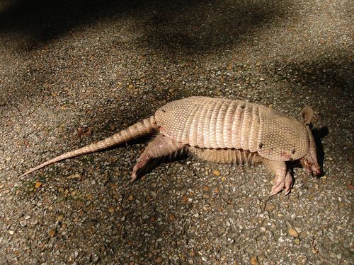 Dasypus mexicanus