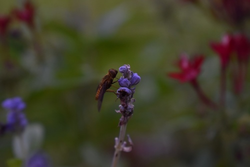 Chrysanthrax image