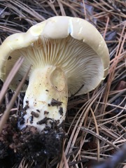Cantharocybe gruberi