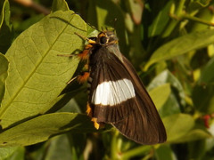 Coeliades forestan forestan