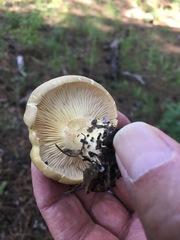 Cantharocybe gruberi