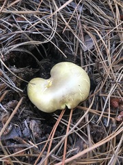 Cantharocybe gruberi