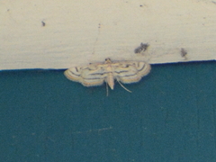 Parapoynx badiusalis