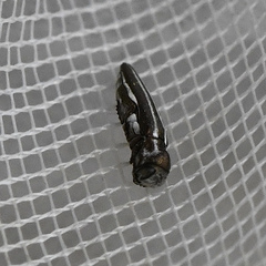 Agrilus gibbicollis