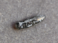 Agrilus gibbicollis