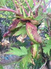 Paeonia × suffruticosa