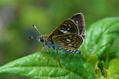 Dardarina dardaris