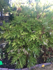 Paeonia × suffruticosa