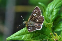 Dardarina dardaris