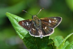 Dardarina dardaris