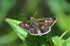 Dardarina dardaris