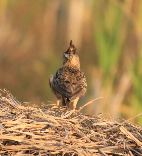 Malabar Lark (Galerida malabarica), photo 2