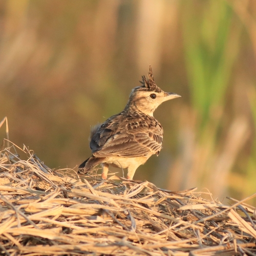 Malabar Lark (Galerida malabarica), photo 3