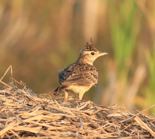 Malabar Lark (Galerida malabarica), photo 9
