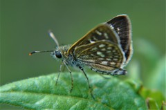 Dardarina dardaris