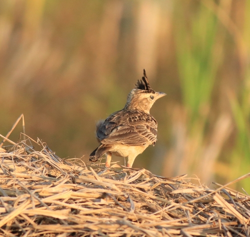 Malabar Lark (Galerida malabarica), photo 10