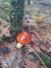 Suillus glandulosus