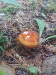 Suillus glandulosus
