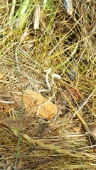Conocybe deliquescens