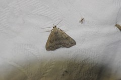 Phalaenostola eumelusalis