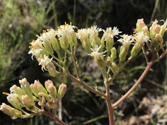 Psacalium decompositum