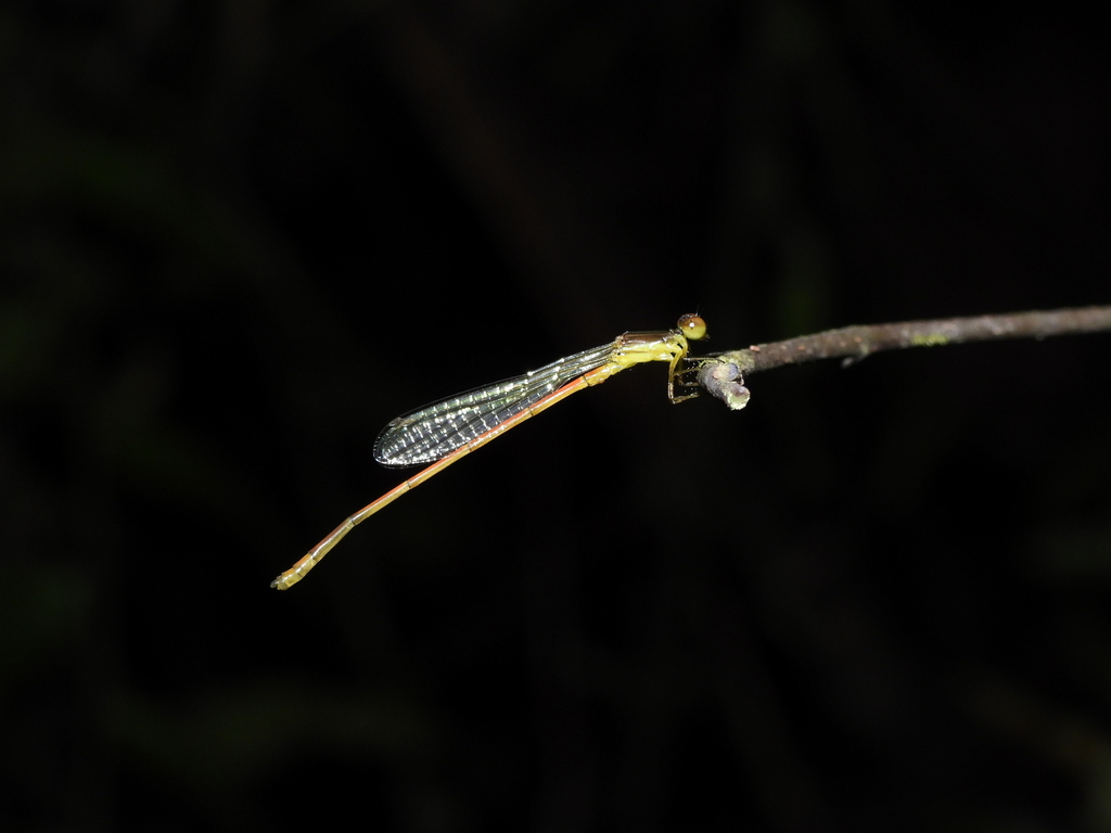 Red-tipped Shadefly (Argiocnemis rubescens)