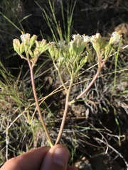 Psacalium decompositum