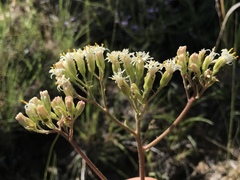 Psacalium decompositum