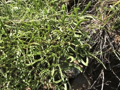 Psacalium decompositum