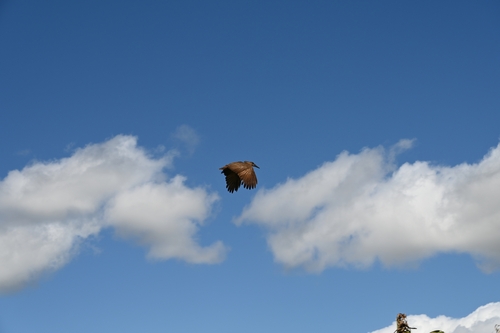 Common Hamerkop