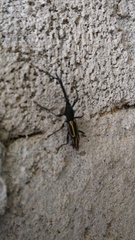 Brentinae
