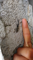 Nemorhinus myrmecophaga