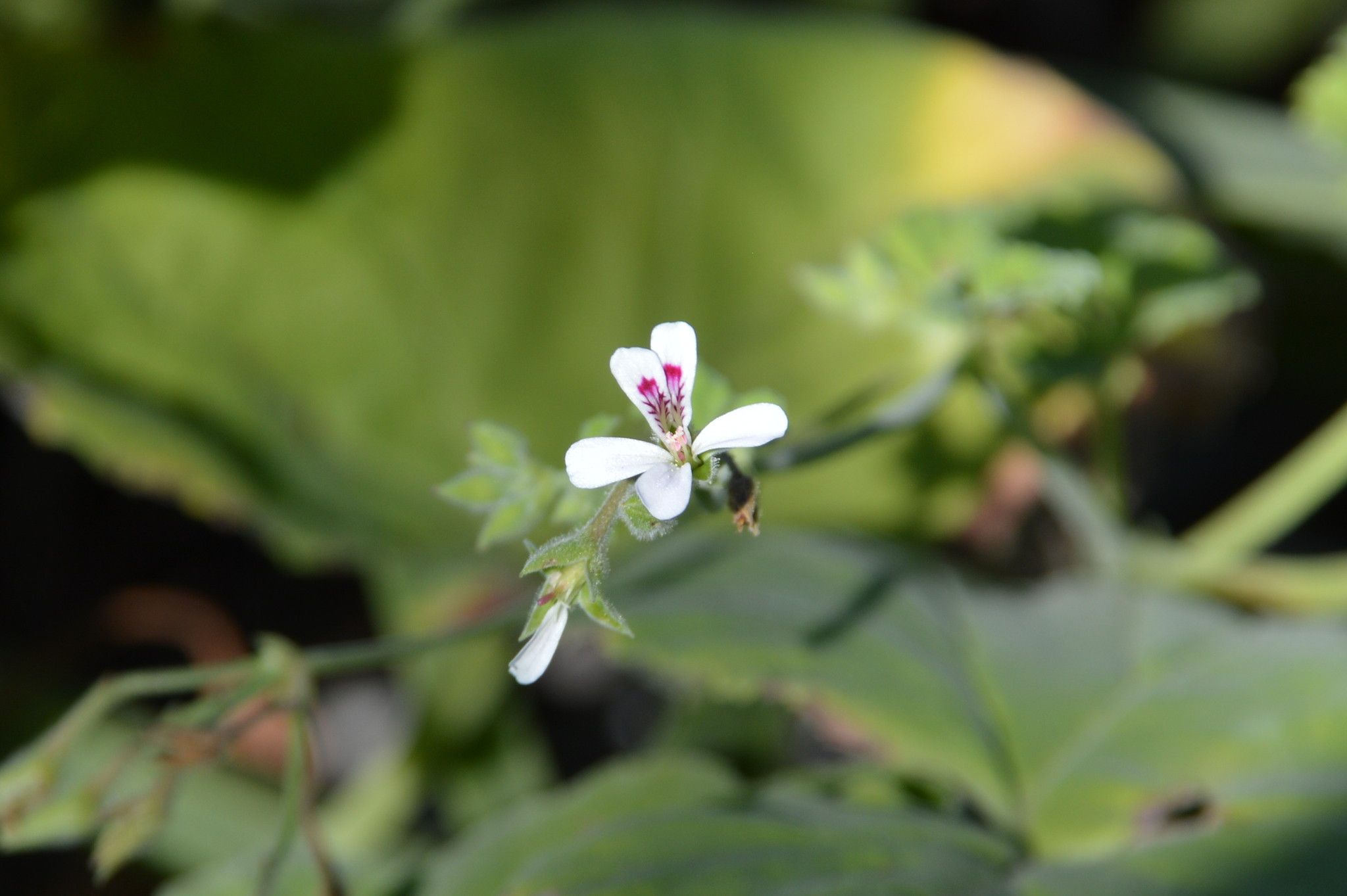 Imagem de Malva-cheirosa
