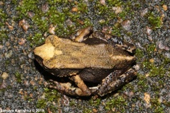 Kandyan Dwarf Toad photo 2