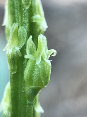 Malaxis macrostachya