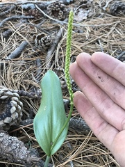 Malaxis macrostachya