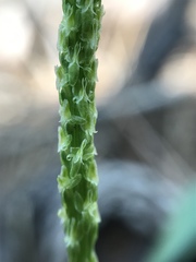 Malaxis macrostachya