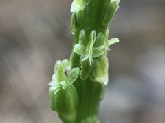 Malaxis macrostachya