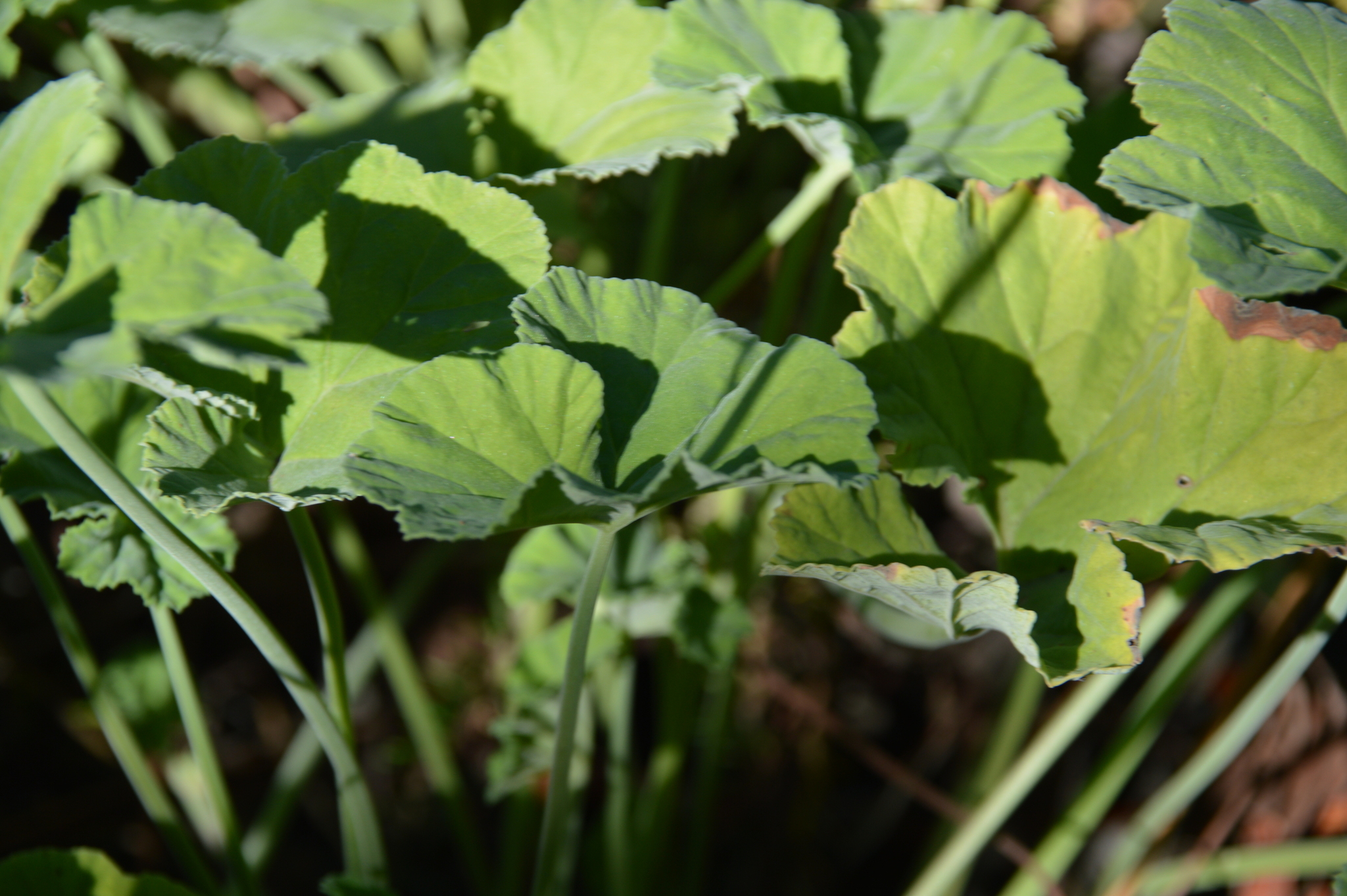 Imagem de Malva-cheirosa