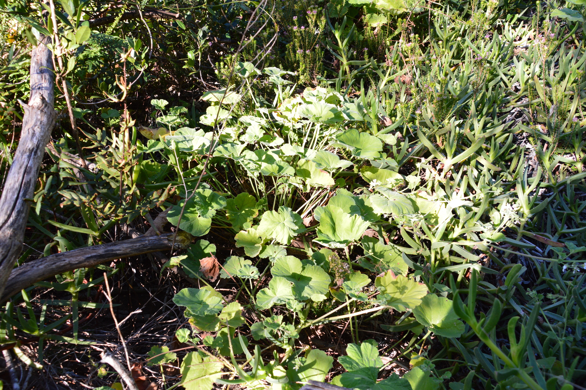 Imagem de Malva-cheirosa