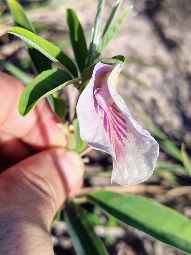 Laurel-leaf pigeonwings (Clitoria laurifolia)