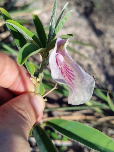Image of Clitoria laurifolia by (c) Lucas Kaminski, some rights reserved (CC BY)