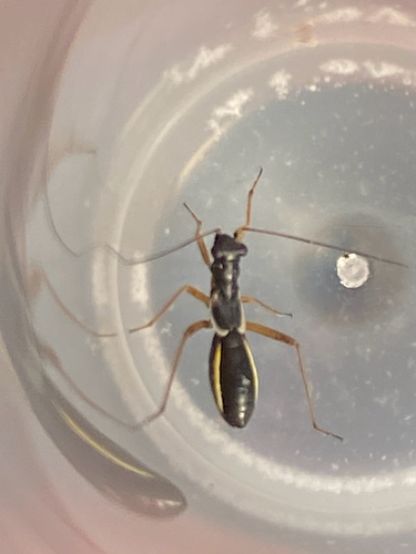 Pithanus marshalli