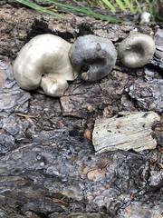 Entoloma undatum