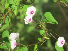 Ipomoea amnicola