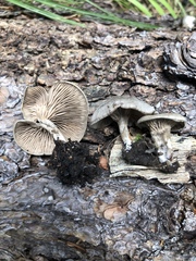 Entoloma undatum