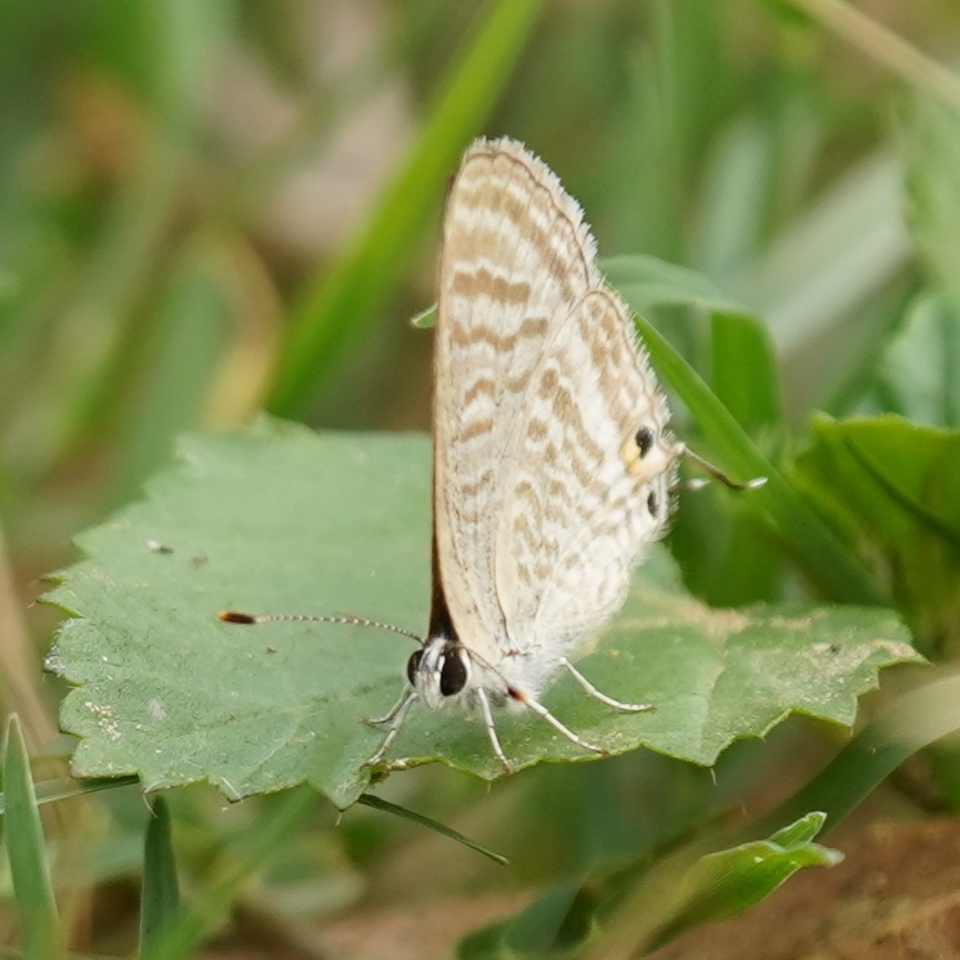Pea Blue
