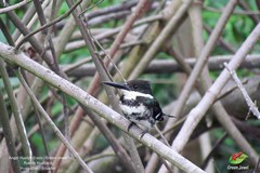 Chloroceryle americana