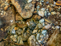 Desmognathus marmoratus